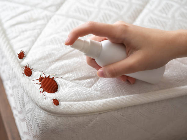 Best Wasp Removal Services  in Matthews, NC