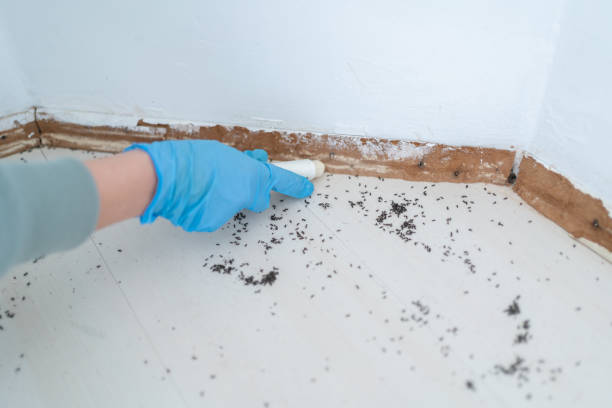 Best Local Pest Control Services  in Matthews, NC
